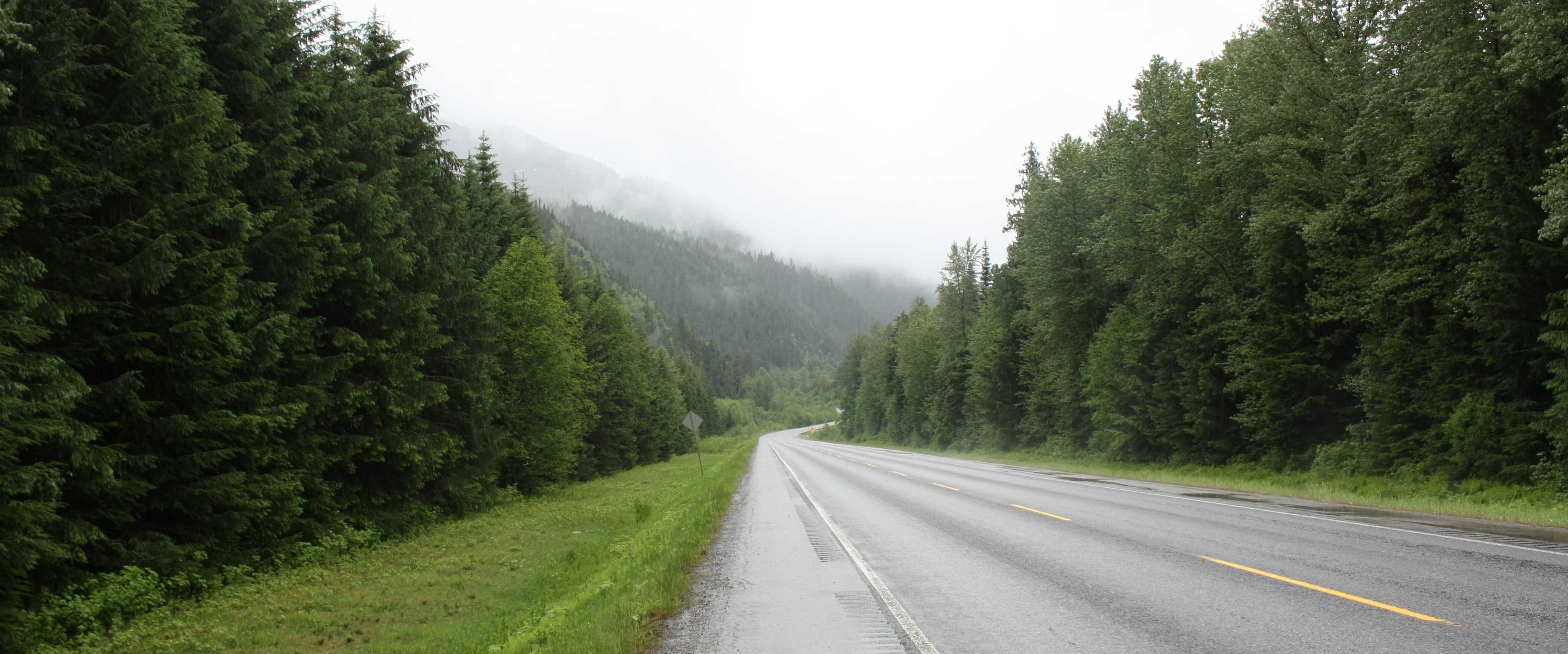 Forested Road to the Ocean